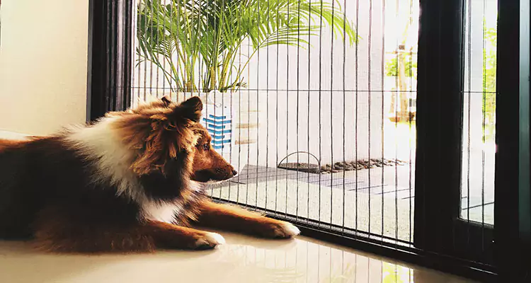Sliding Screen Pet Door Repair in Tamiami, FL