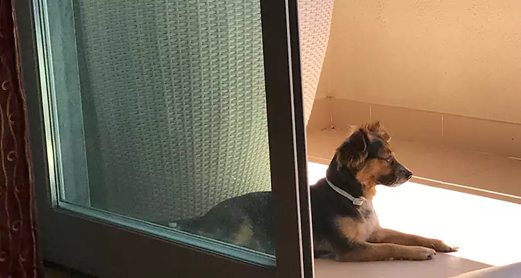 French Door Pet Screen Repair in Tamiami, FL